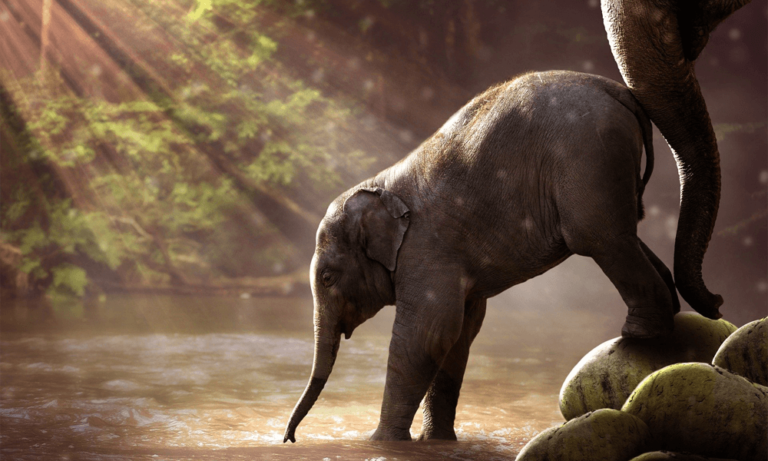 Praesent libro cursus ante